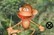 Jungle Sniperr