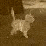 Curiosity Killed te Cat