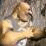 Brutal Boxing