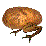 potato frog