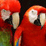 Parrot