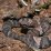 Cottonmouth Jigsaw Puzzle