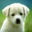 Cute puppies 4.1