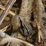 Chorus Frog Jigsaw