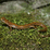 Salamander Jigsaw