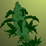 The Cannabis Plant