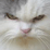 LOLCATS!!!!11