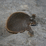 Smooth Softshell Jigsaw