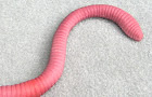 Earthworm 2008 by JackDeston