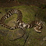 Water Snake Jigsaw