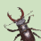 StagBeetle is Lost