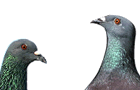 pidgeon n' pidgeon