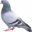 pidgeon n' pidgeon
