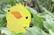 Time Travel Ducky shrtflm