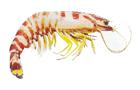 non hooded prawn by liljim