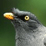 Racist Bird Crapshit
