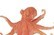 Octopus Boxing