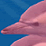 El daily life of dolphins