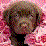 T-bone the pipi dog! 2