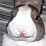 rabbit cartoon :<>