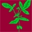 From a seed