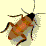 Roach Race