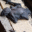Alien Dead Body