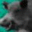 Urban Pig