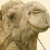 The Camel Collab!!!