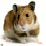 Hamsterz