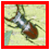 Stagbeetle Day 2009