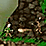 Jungle Treasures