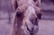 The Camel Collab!!! 2!!!
