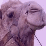 The Camel Collab!!! 2!!!