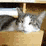 Find the Difference: Cats