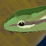 Snake Eats Zombies