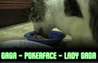 My Cat Enjoys a Meal by Kevin