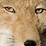 Tibetan Fox Returns