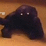 Poor Purple Playdo