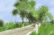 champs de moutarde pt1