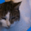 Lucid GypsyCat