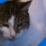 Lucid GypsyCat+