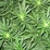 Cat Weed SEIZURE!