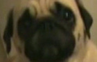im a dog