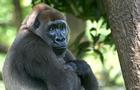 What do Monkeys Eat? by Shakyjake
