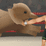 Elephant Heavyweight