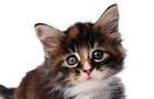 hAppy cAt dAy