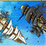 Pirate Conflict