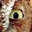 Here's Looking at Whooo?