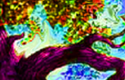 DMT by scottwjsm